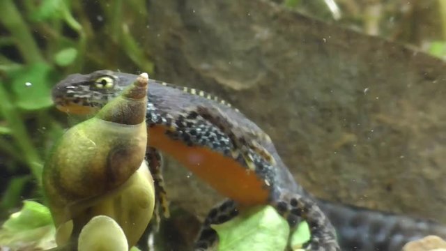 Bergmolche, Alpine newt, Ichthyosaura alpestris