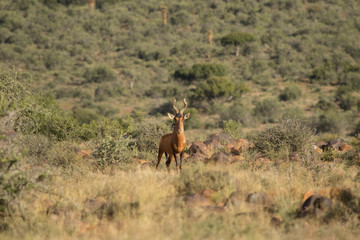 Heartebeest in the Camdeboo