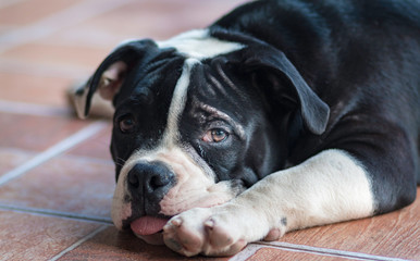 Close up portrait of dog smile