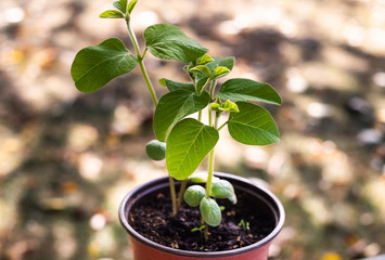 Young green soybean plant in the pot