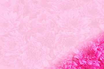 Close up pink rose flowers background