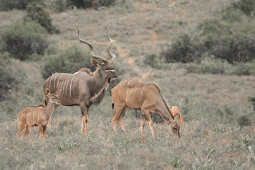 Kudu Family © Steve
