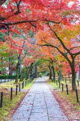 idyllic landscape of Kyoto, Japan in autumn season