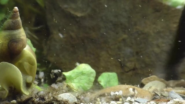 Bergmolche, Alpine newt, Ichthyosaura alpestris