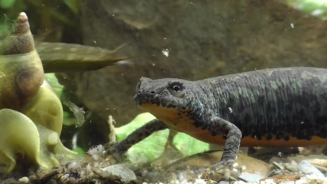 Bergmolche, Alpine newt, Ichthyosaura alpestris