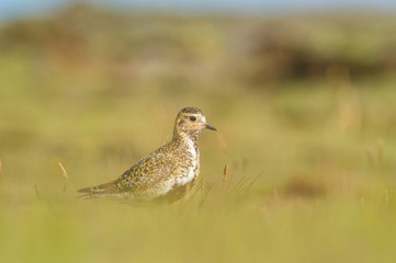 The European Golden Plover or Pluvialis apricaria is standing and posing in nice light in typical evironment of Iceland