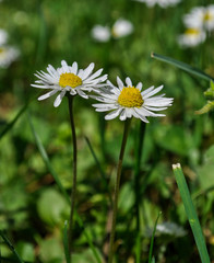 Common daisies in the meadow (macro). Bellis perennis flowers background