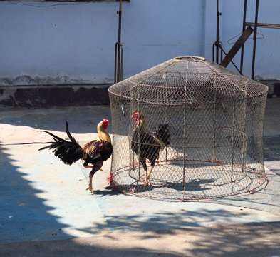 Deux coqs face &agrave;  face,  l'un en cage, l'autre pas