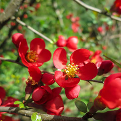 Close-up of bright flowering Japanese quince or Chaenomeles japonica. A lot of red flowers cover branches on blurred garden. Spring sunny day. Selective focus. Interesting nature concept for design.