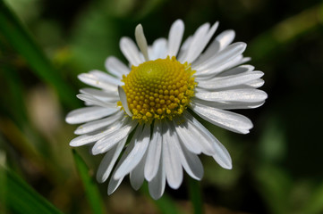 Obraz premium Common daisies in the meadow (macro). Bellis perennis flowers background