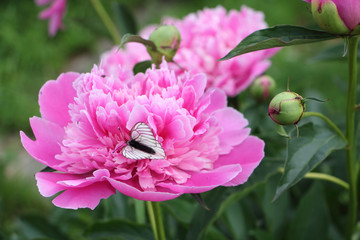 Cabbage butterfly drinking nectar on a pink peony in the summer garden
