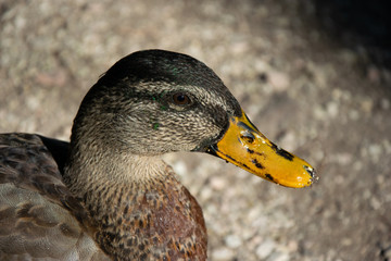 Portrait/ close up of a duck with yellow beak and brown/ grey/ green feathers in the foreground. Photo taken in Umbria (Italy).