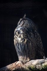 European eagle owl on a tree trunk