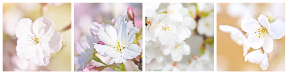 Cherry blossom collage