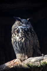 European eagle owl on a tree trunk