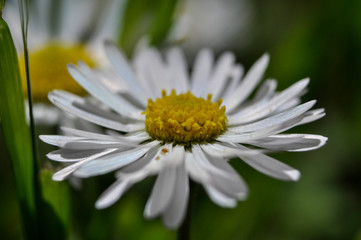 Common daisies in the meadow (macro). Bellis perennis flowers background © Darko