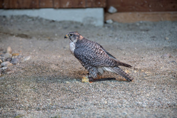 Peregrine falcon in sandy underground