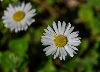 Obraz premium Common daisies in the meadow (macro). Bellis perennis flowers background
