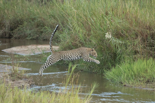 Fototapeta Leopard Leap