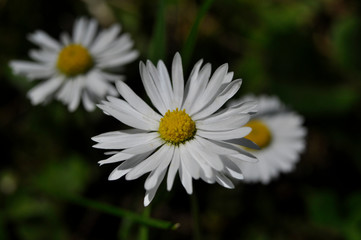 Common daisies in the meadow (macro). Bellis perennis flowers background © Darko