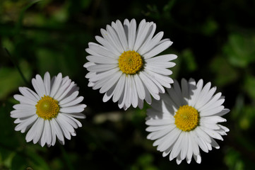Common daisies in the meadow (macro). Bellis perennis flowers background © Darko