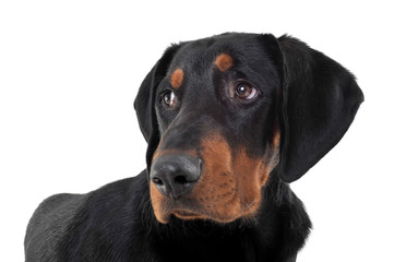 Portrait of an adorable Erdélyi kopó looking sad