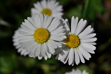 Common daisies in the meadow (macro). Bellis perennis flowers background