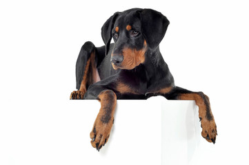 Fototapeta premium Studio shot of an adorable Erdélyi kopó looking down sadly