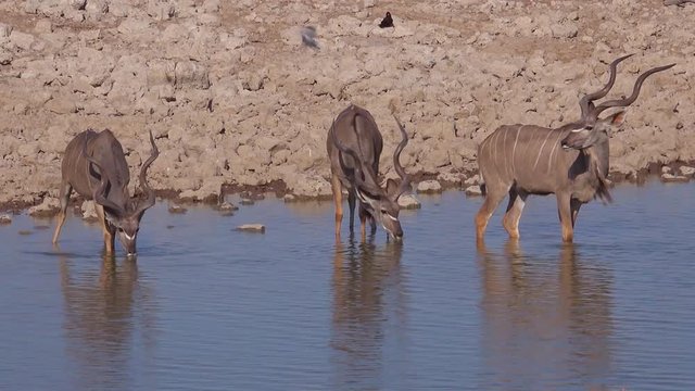 Three kudu antelopes drinking at a watering hole in Africa.