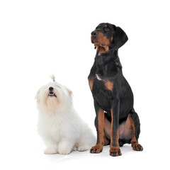 Obraz premium An adorable Maltese and an Erdélyi kopó sitting on white background