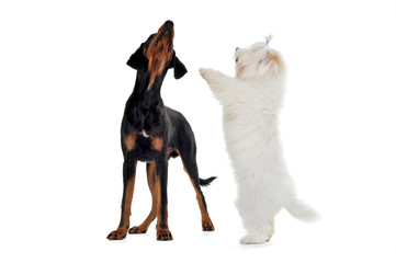 Fototapeta premium Studio shot of an adorable Erdélyi kopó with a cute Maltese standing on hind legs