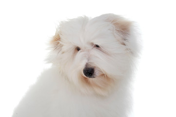 Portrait of an adorable Maltese looking curiously
