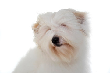 Portrait of an adorable Maltese with closed eyes