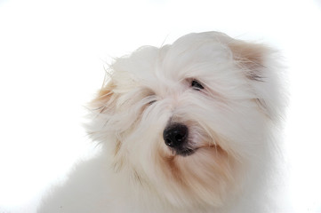 Portrait of an adorable Maltese looking curiously