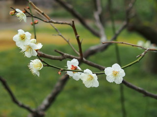 戸定が丘歴史公園の白梅