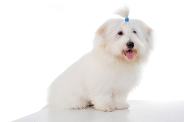 An adorable Maltese sitting on white background with funny ponytail