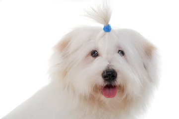 Portrait of an adorable Maltese with funny ponytail