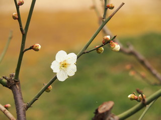 戸定が丘歴史公園の白梅