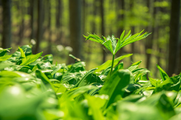 Spring forest floor covered with fresh growing plants. Nature spring background full of life. Scenic spring landscape.