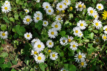 Common daisies in the meadow (macro). Bellis perennis flowers background © Darko
