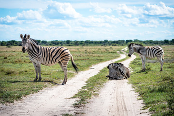 Fototapeta na wymiar zebra crossing
