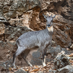 Goral (Naemorhedus caudatus)