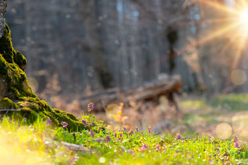 Scenic spring flowers background with magical shinning sun and flowing particles, over a blurred background with soft focus highlights. Natural ladscape backdrop with copy space for cards.