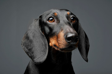 An adorable black and tan short haired Dachshund looking curiously