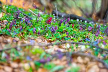Mixed spring wild forest flowers in bloom on the forest floor, violet hollowroot Corydalis cava, common snowdrops Galanthus nivalis. Beautiful small plants with blurred foreground for copy space.