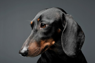 An adorable black and tan short haired Dachshund looking  down sadly