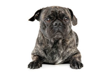 Studio shot of an adorable pug looking curiously at the camera