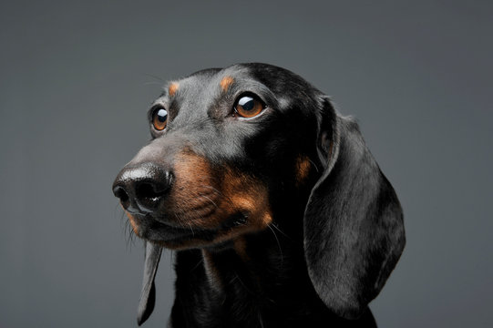 An adorable black and tan short haired Dachshund looking curiously