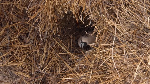 Zoom out to reveal a sociable weaver bird nest on the plains of Africa.