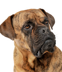 Portrait of an adorable mixed breed dog looking seriously